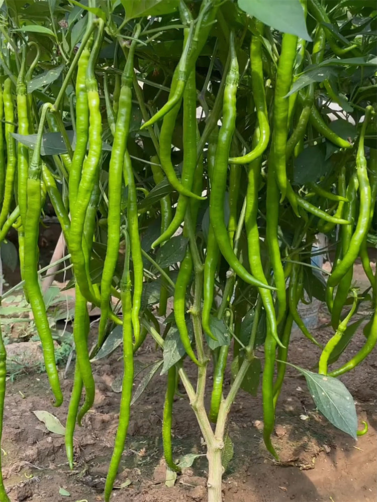 Hongtianxia String Peppers