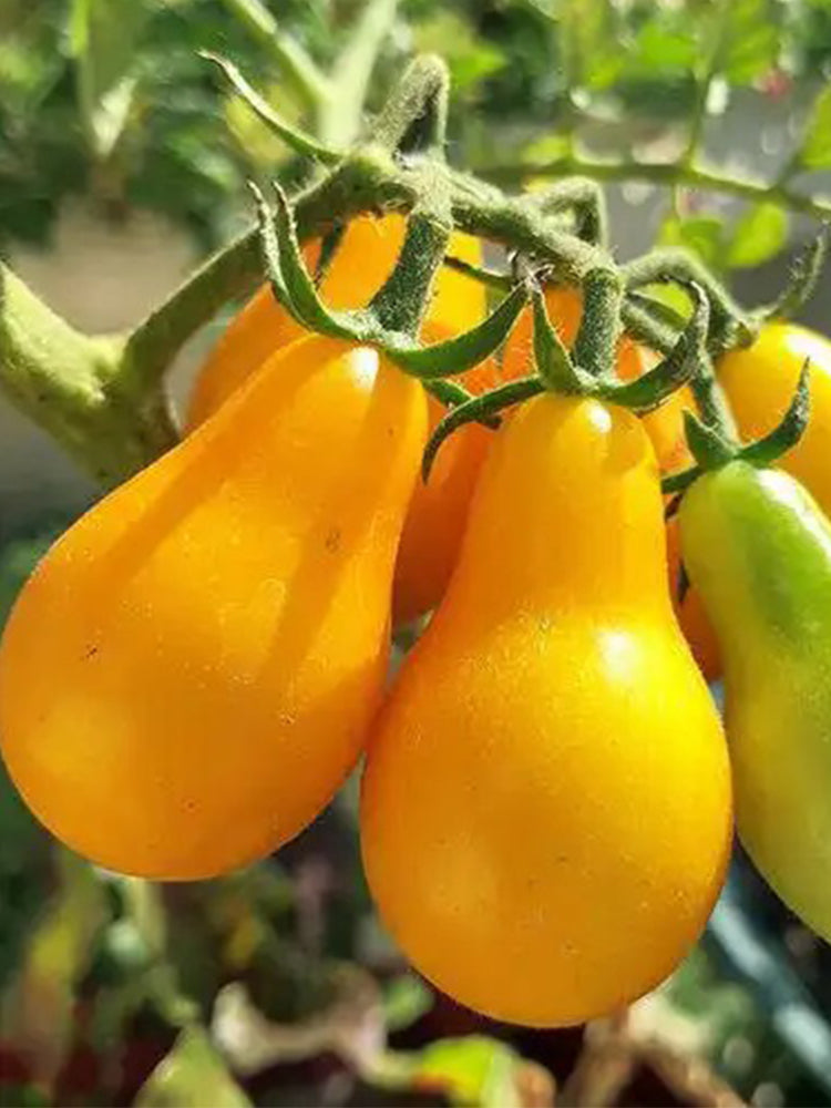 Yellow Pear Cherry Tomato