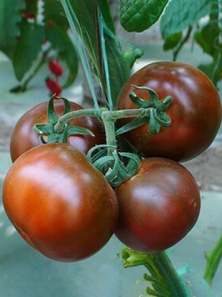 'Big Black Beauty' Tomato