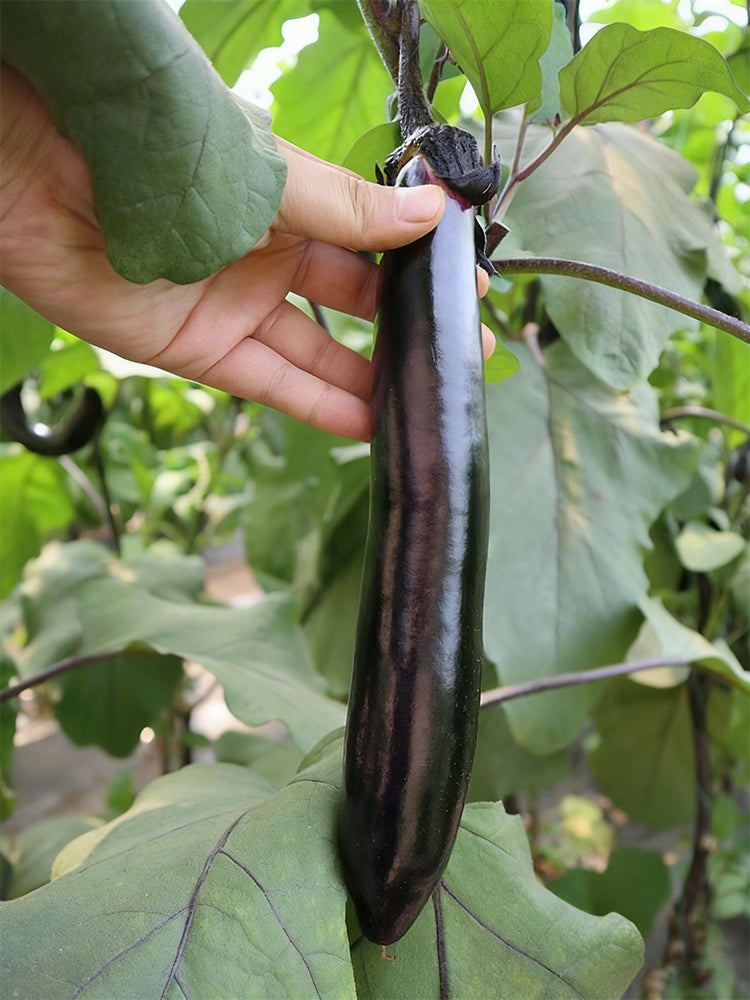 'Heiguiren' Long Eggplant