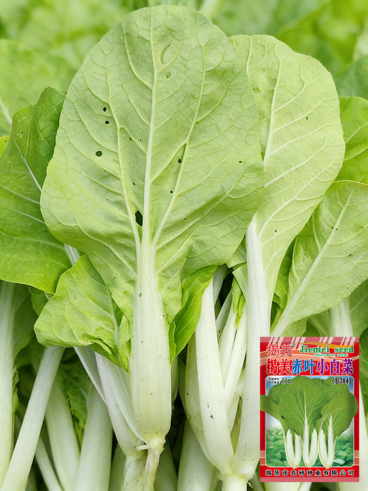 Jiemei Pak Choi
