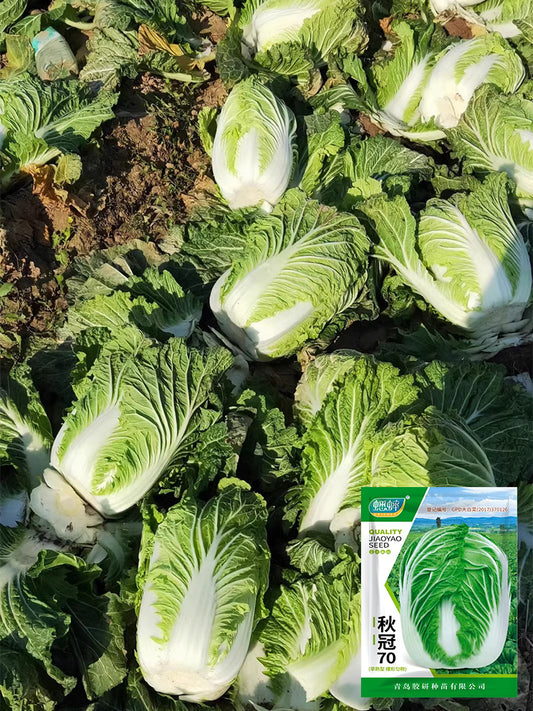 'Qiuguan 70' Chinese Cabbage