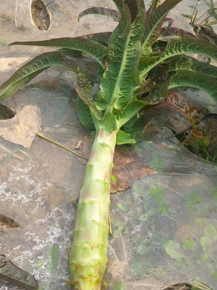 'Xiangsihong' Stem Lettuce