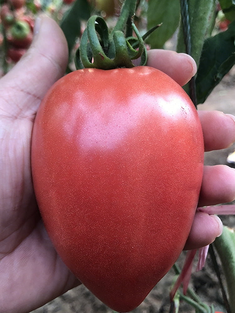 Super Sweet Mango Honey Tomato