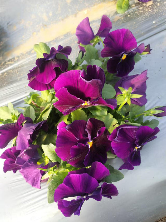 Super Bingo Series Purple Pansy (Viola × wittrockiana)
