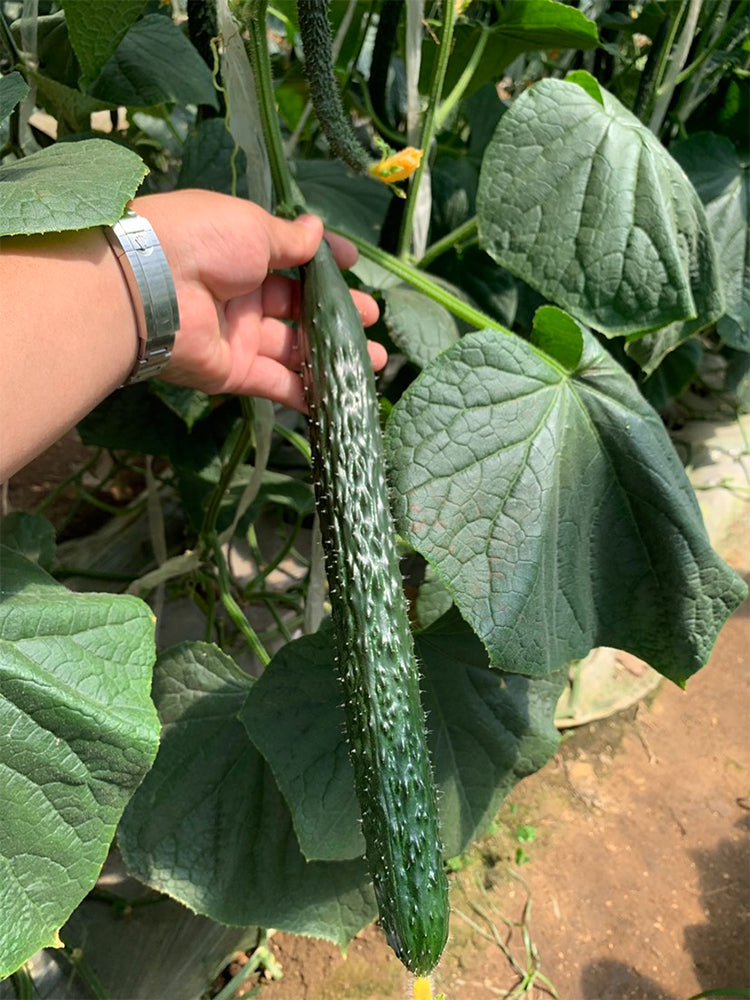 'New No. 4' Gynoecious Cucumber