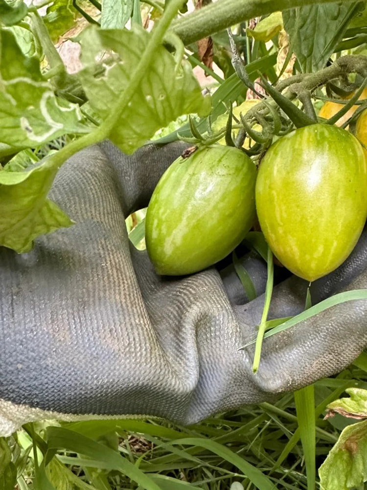 'Surprise Green Cream' Tomato