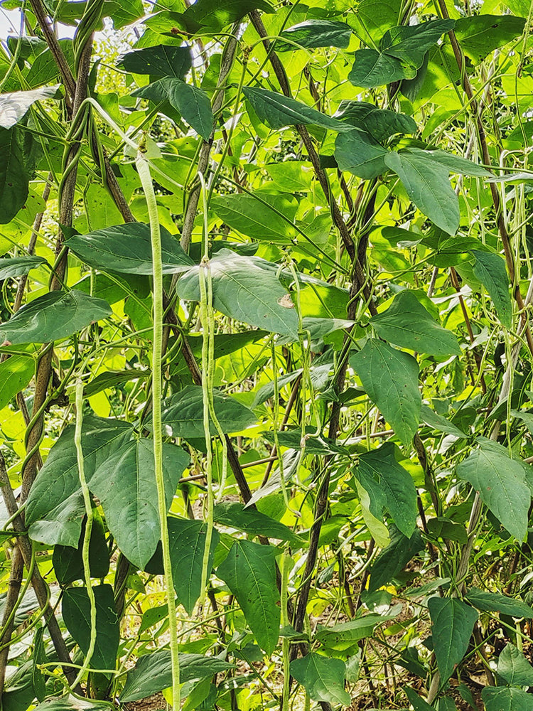 'Jiangshan Sijin' Cowpea