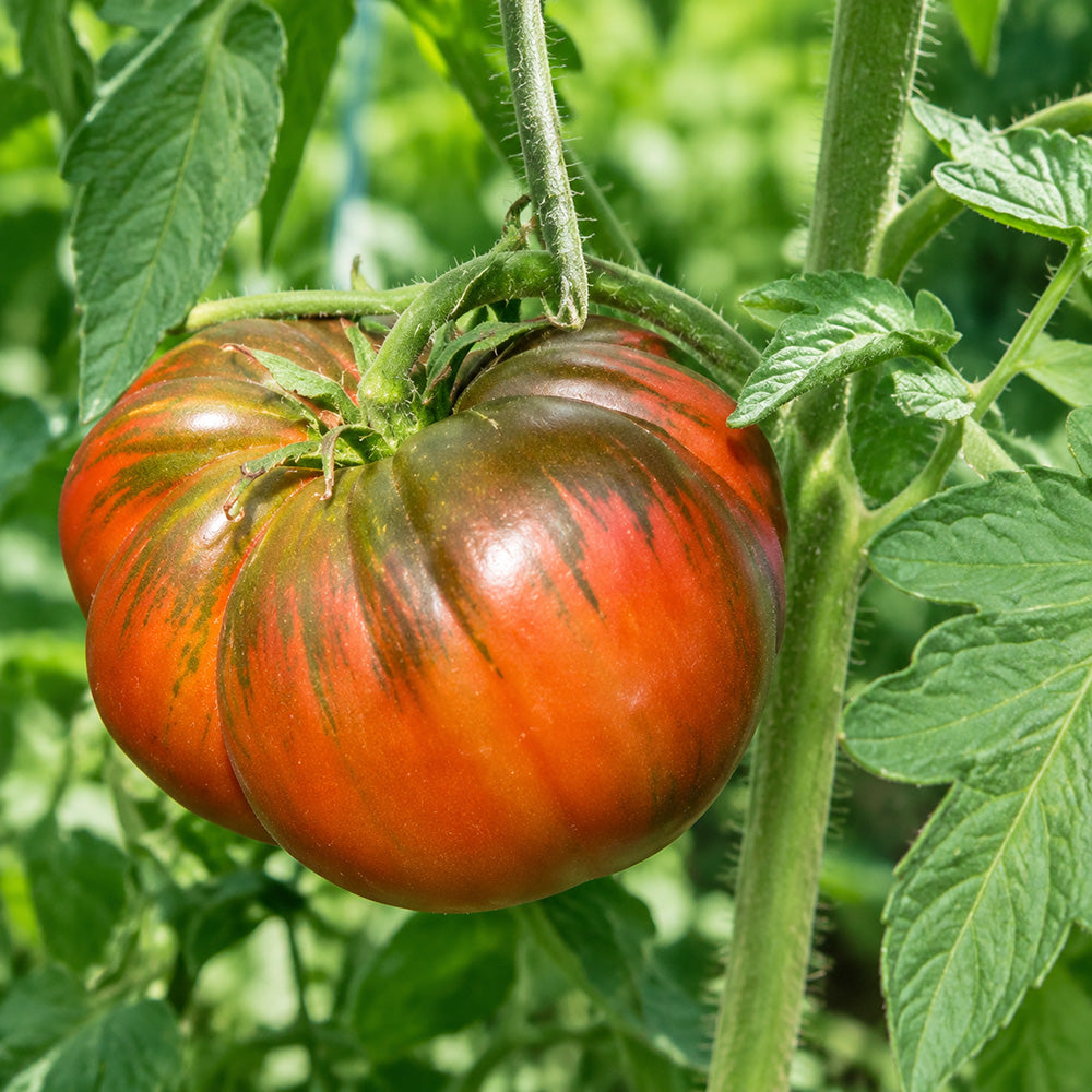 39 Lavender Lake Tomato