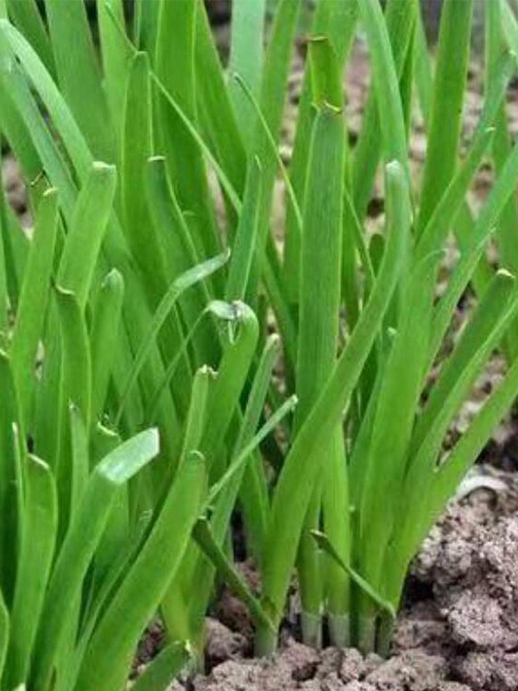 ZHIQU Purple-rooted Chinese Chives