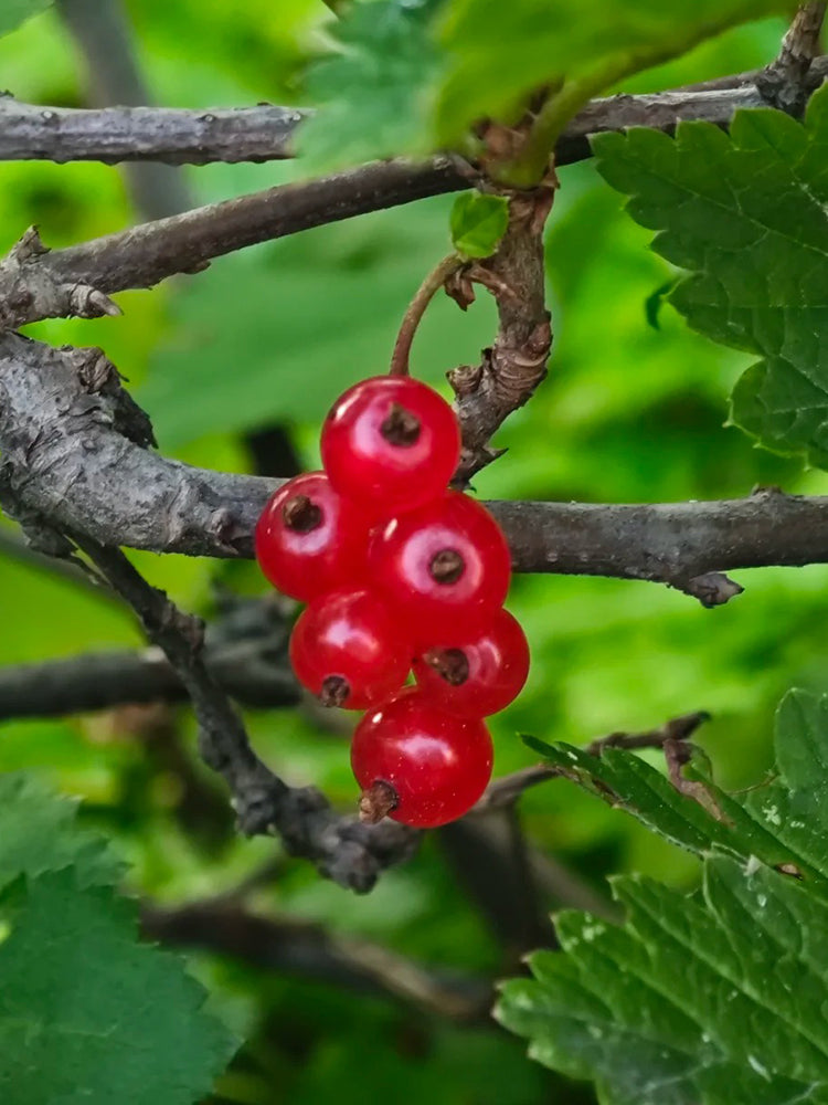 Red Currant