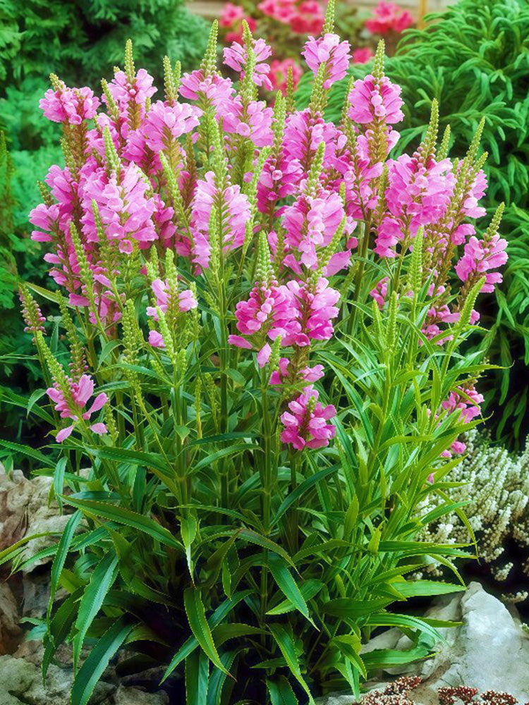 Pink Obedient Plant