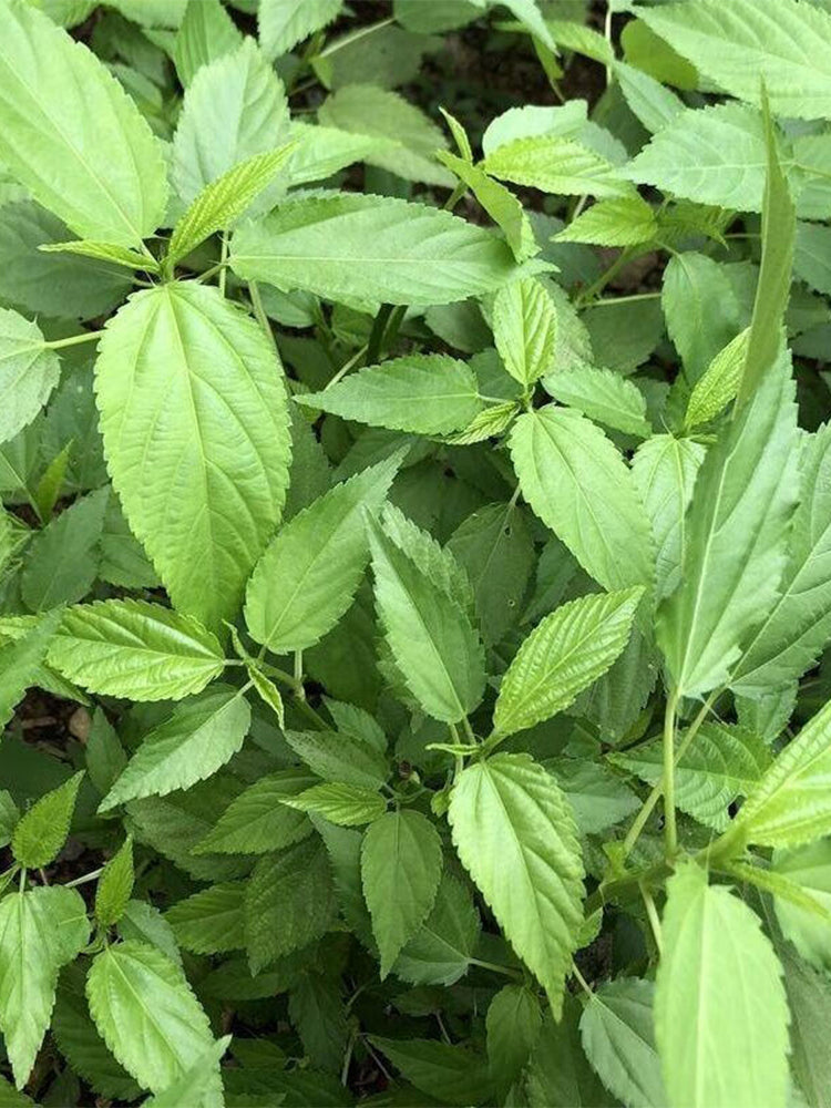 Chaozhou Jute Leaves