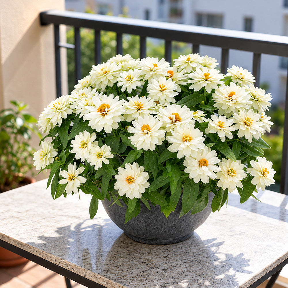 W1340 Profusion Double White Improved Zinnia