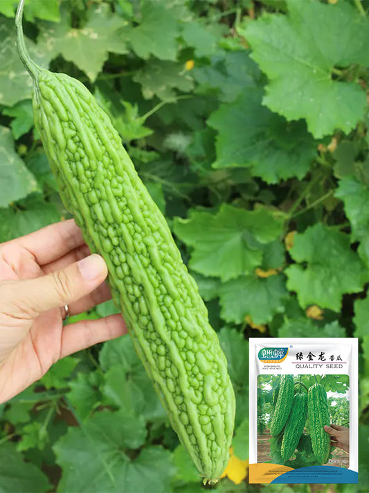'Lvjinlong' Bitter Melon