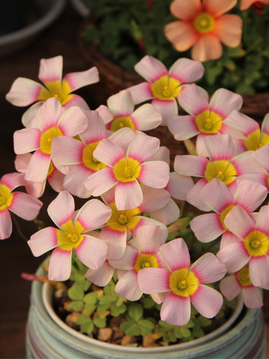 Oxalis obtusa Series Bulb - 'Fairy'