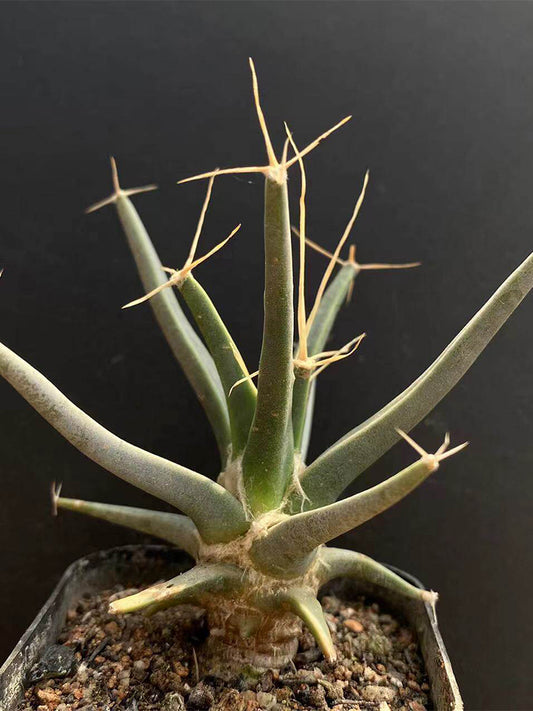 Leuchtenbergia principis