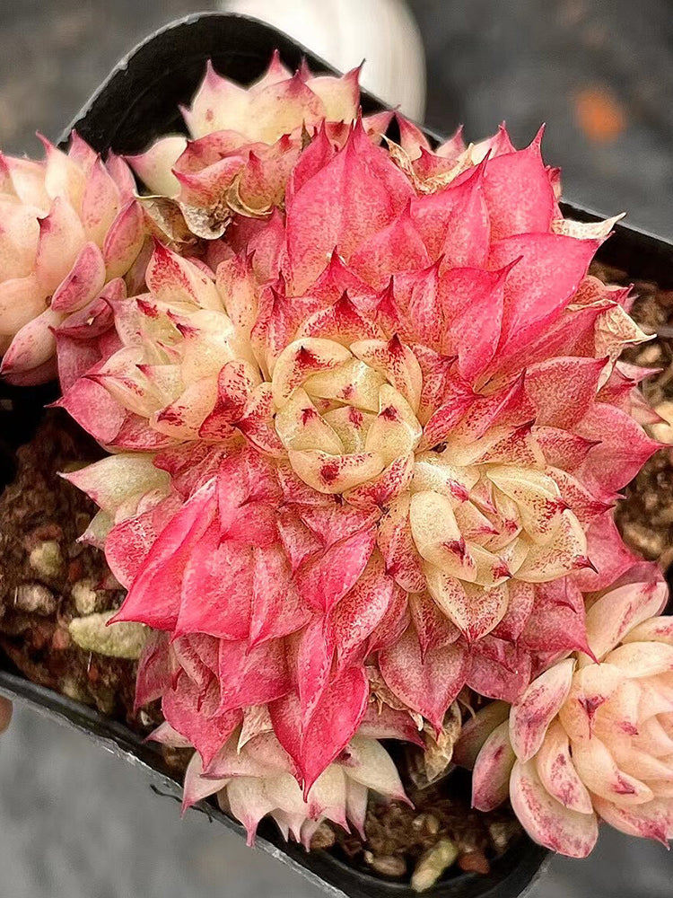 Echeveria 'Beninoturu'