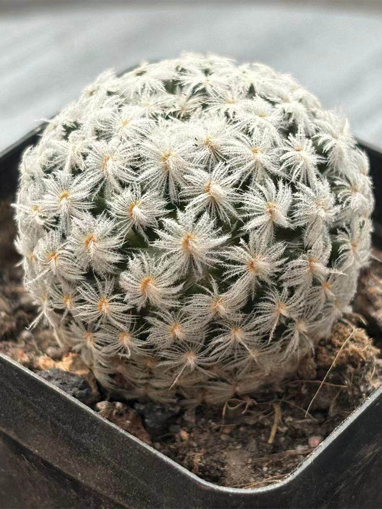 Mammillaria duwei