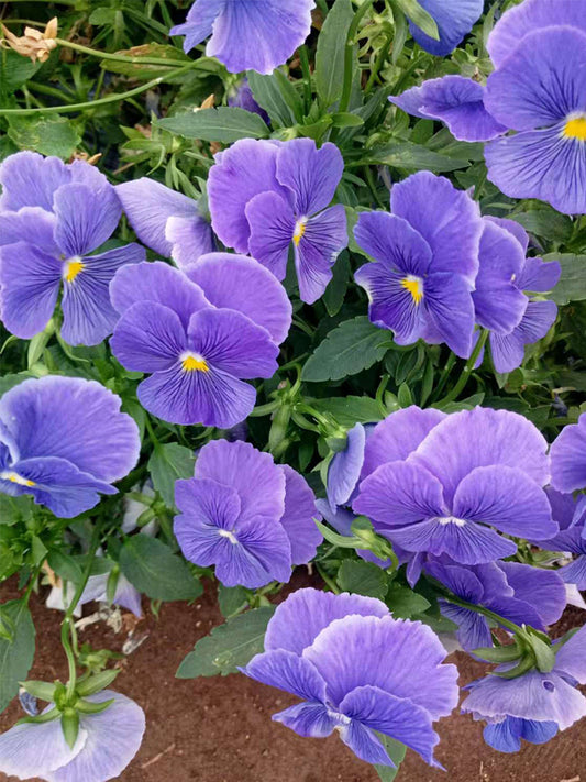 Super Bingo Series Blue Pansy (Viola × wittrockiana)