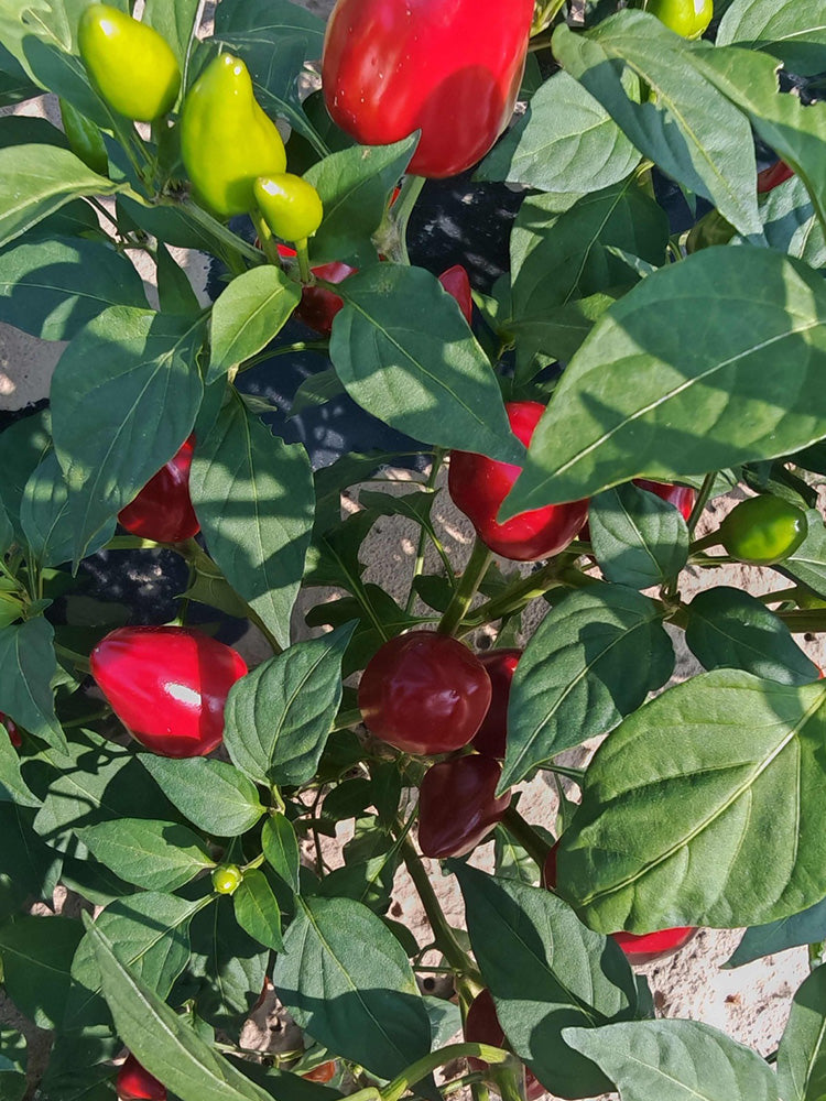 Spicy Aromatic Jar Pepper
