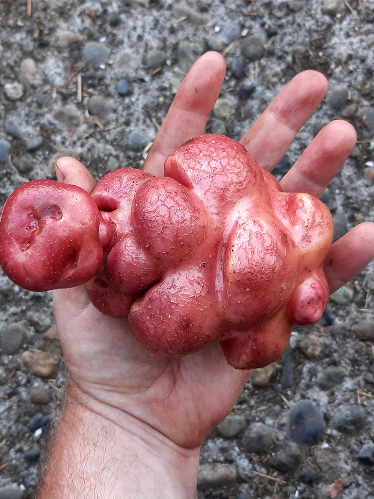 True Potato Seeds (TPS), Yum Llum