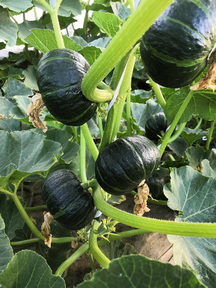 Zhongbei No.2 Pumpkin