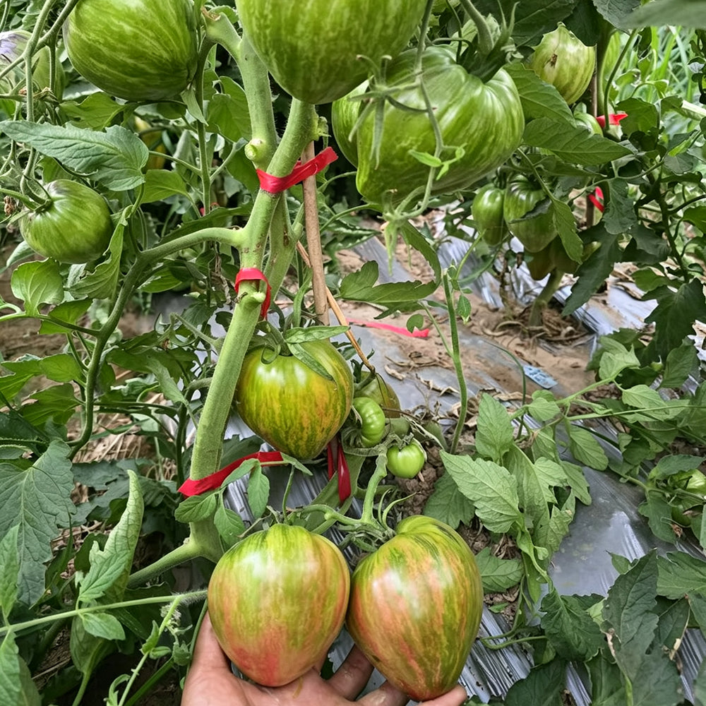804 Emerald Caramel F6 Tomato