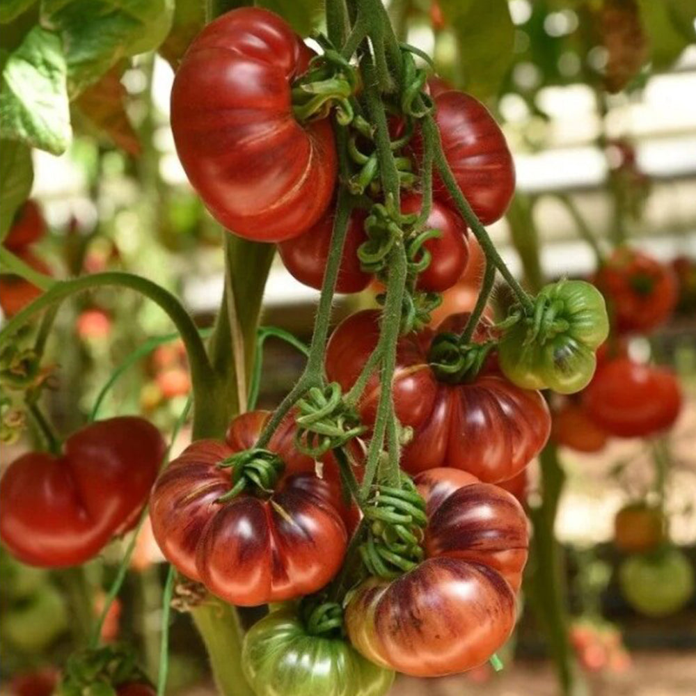 688 Blueberry Dessert Tomato