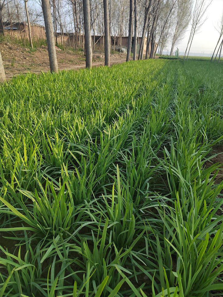 ZHIQU Purple-rooted Chinese Chives