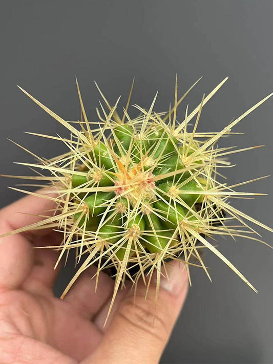 Echinocactus grusonii