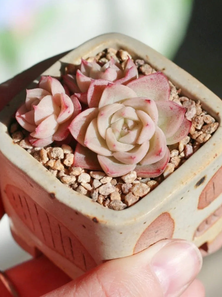 Echeveria 'Beninoturu'