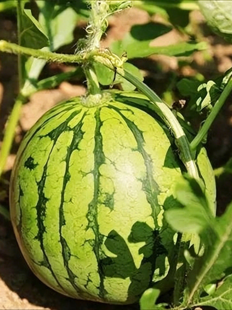 Linglong Yellow Watermelon