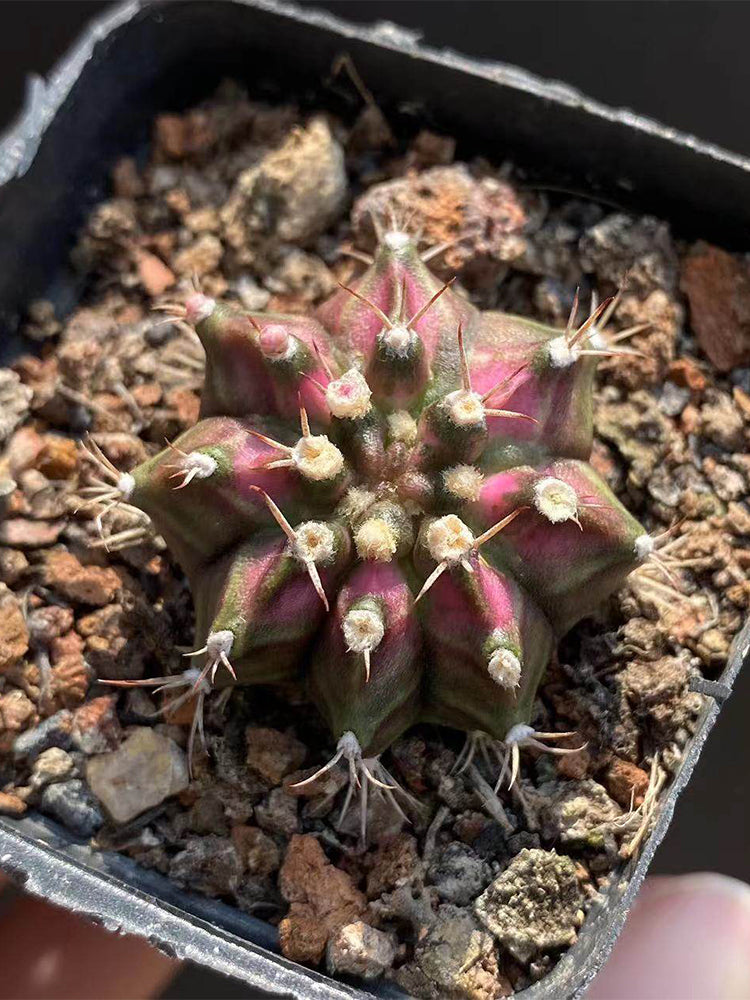 Gymnocalycium mihanovichii 'T-lux' Hybrid