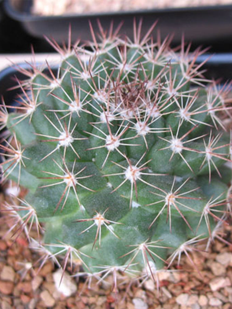 Mammillaria mammillaris 'Cangbaotian'