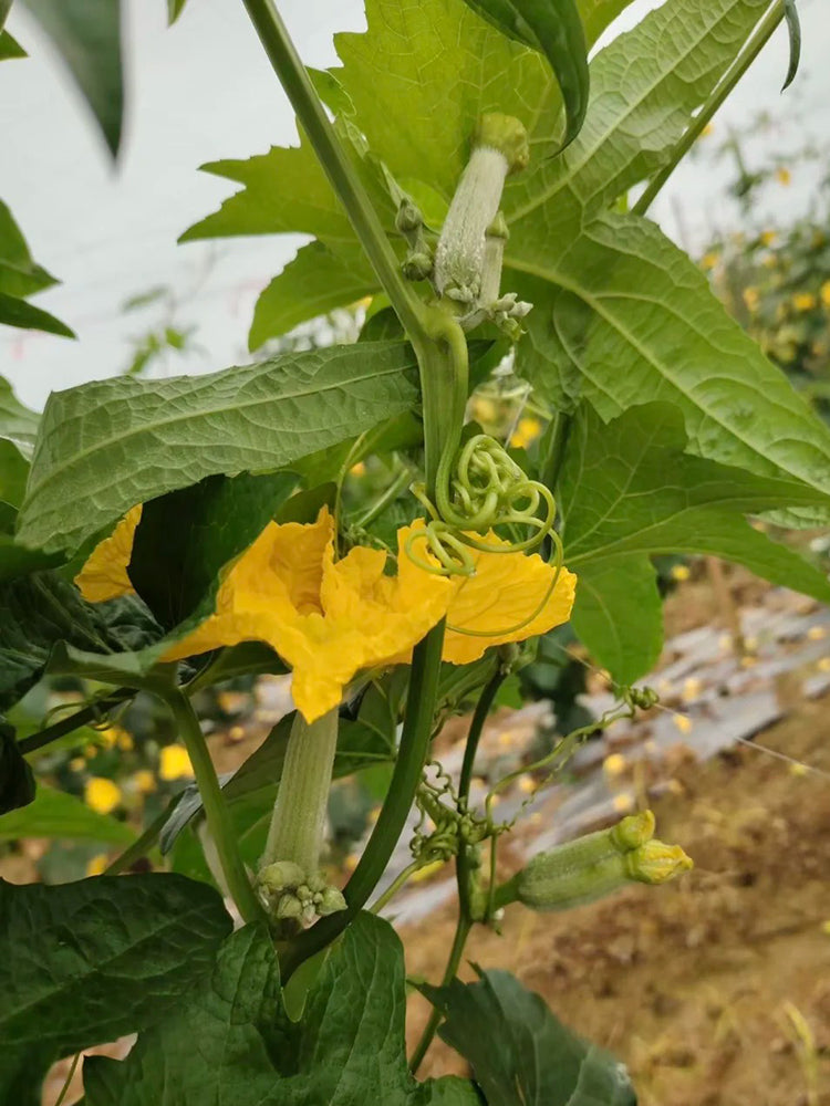 White Jade No.1 Luffa