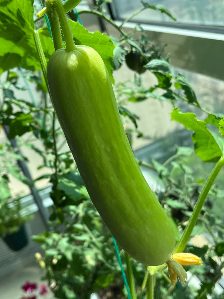 'Zhongnong Cuiyu No.4' Fruit Cucumber