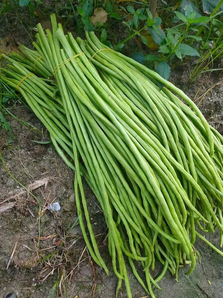 'Jiangshan Sijin' Cowpea