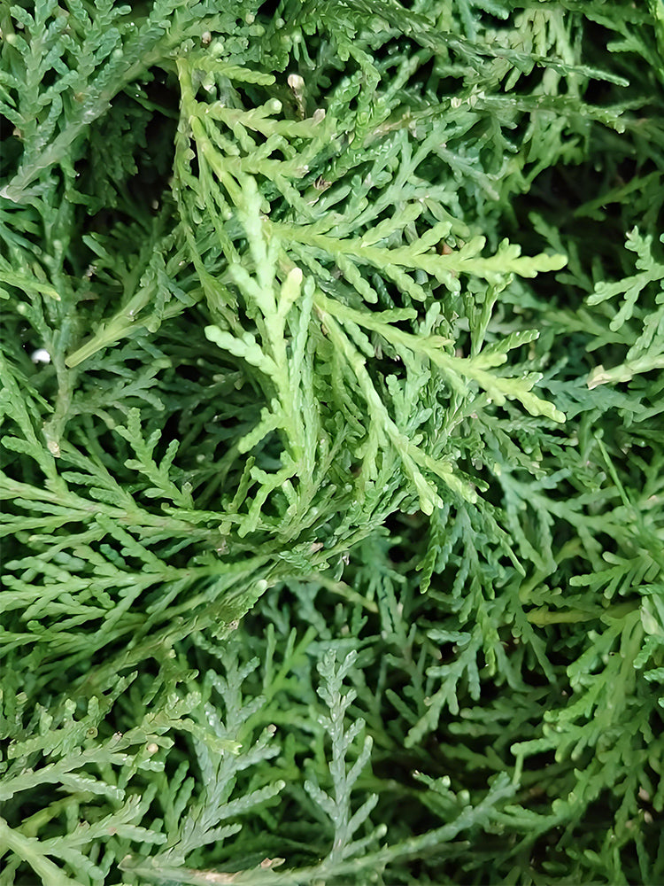 Chinese Arborvitae (Platycladus orientalis)