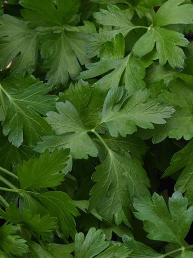 Italian Giant Parsley