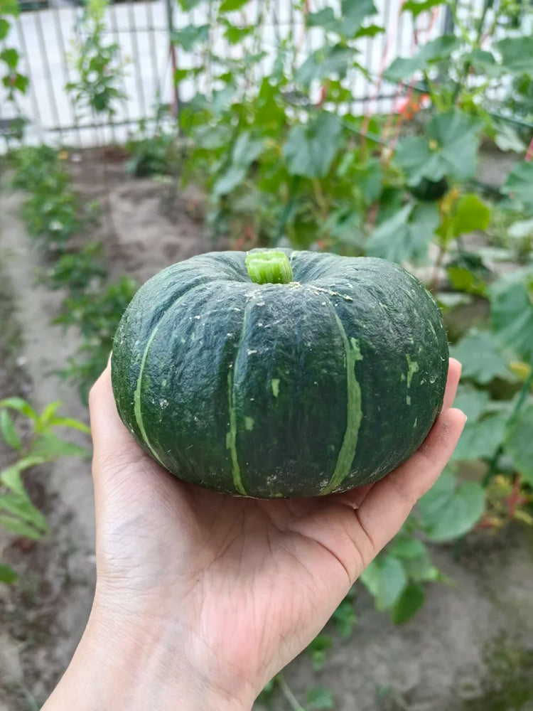 'Mo Yu Bei Bei' F1 Pumpkin