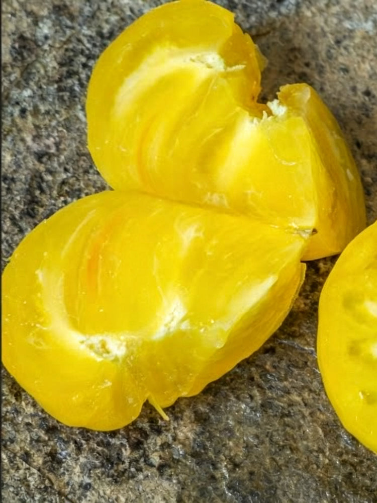 1036 Dwarf Lemon Ice Tomato