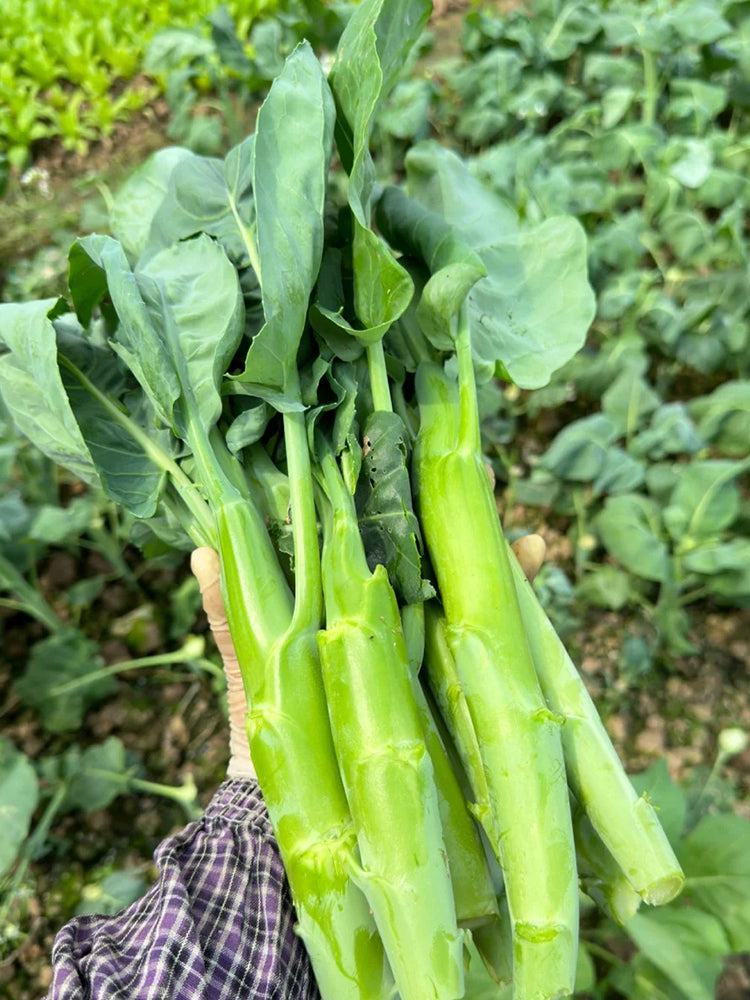 'Jiemei Thick Stem' Chinese Kale