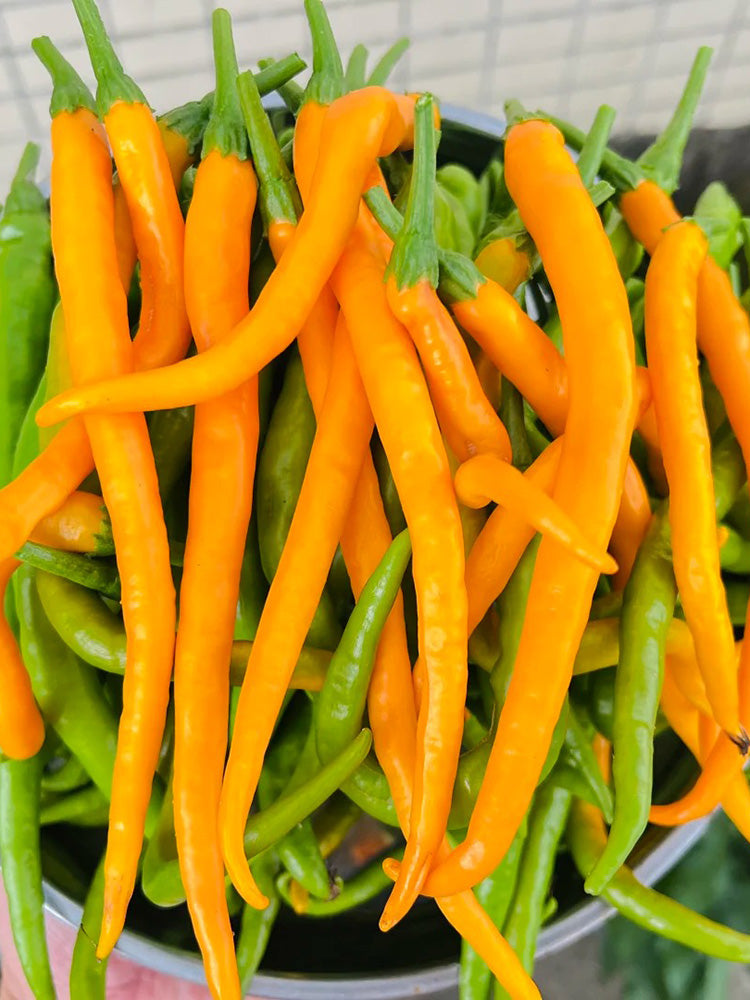 Golden Tribute Pepper