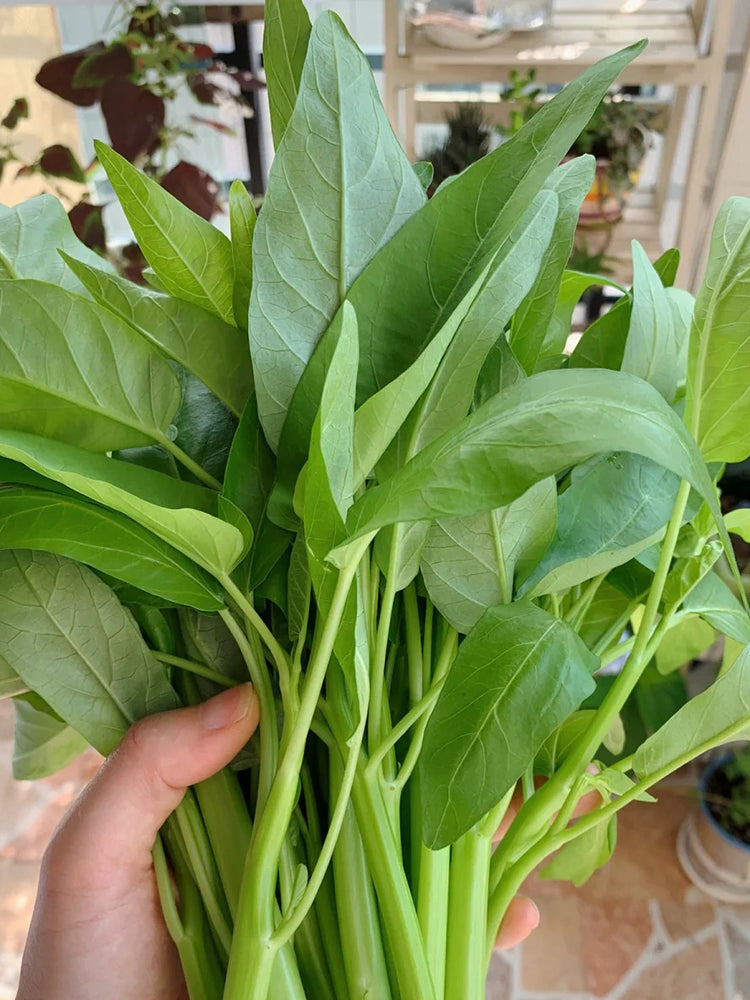 Meifeng No.3 Water Spinach