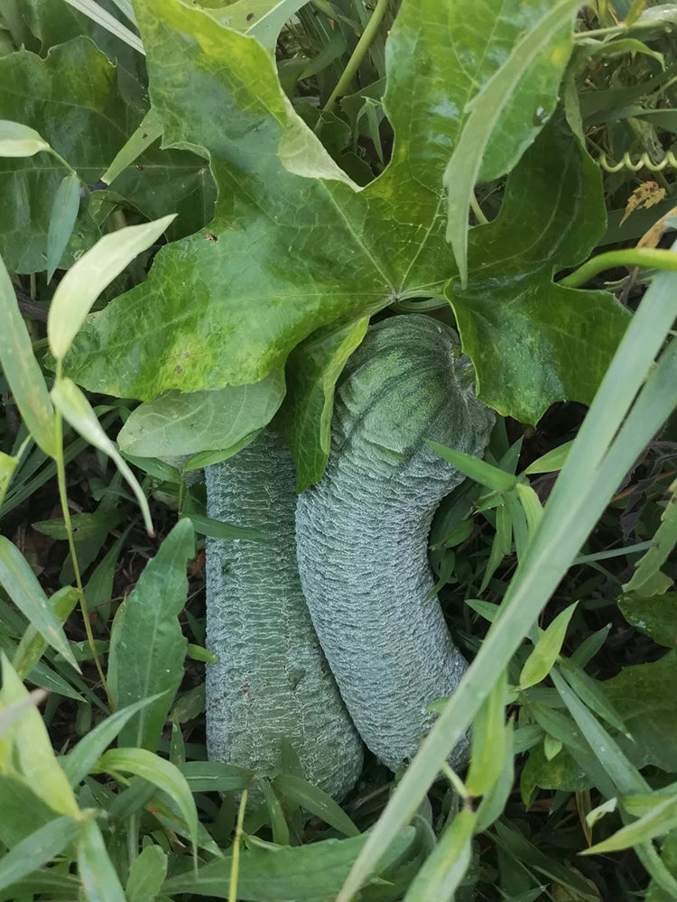 Chunxiang Luffa