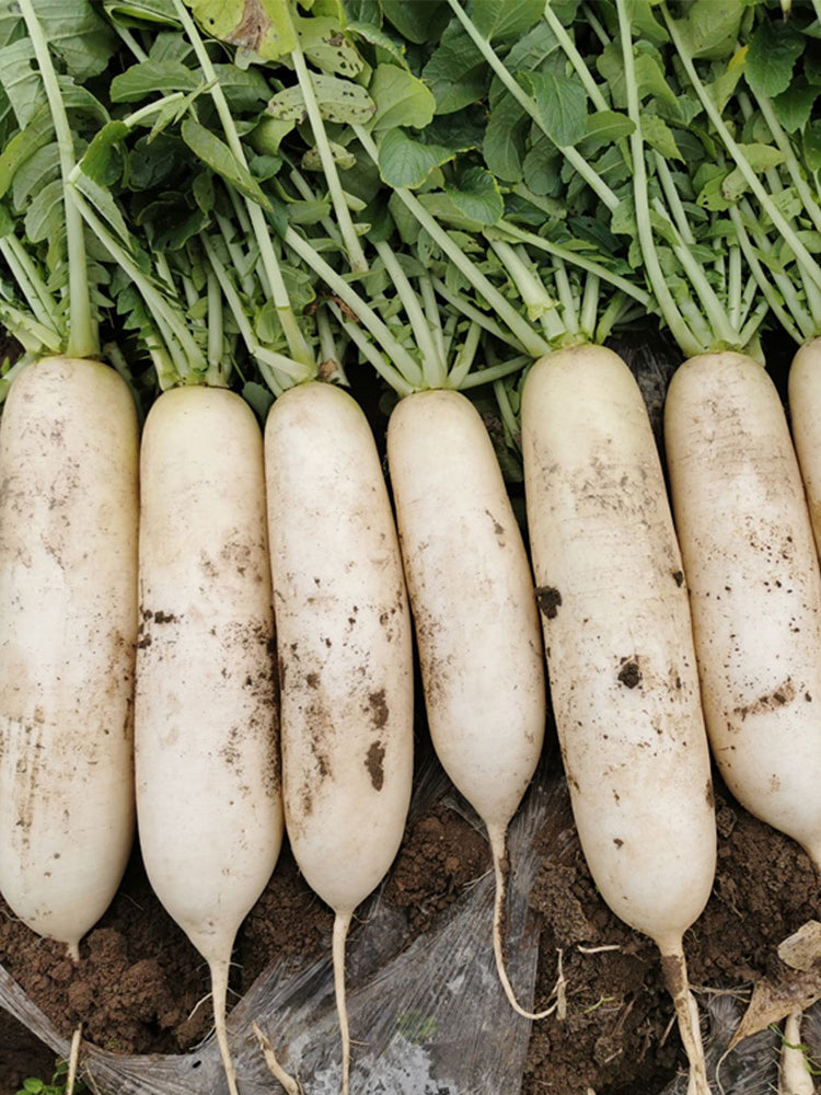 'Hanyuchun' White Radish