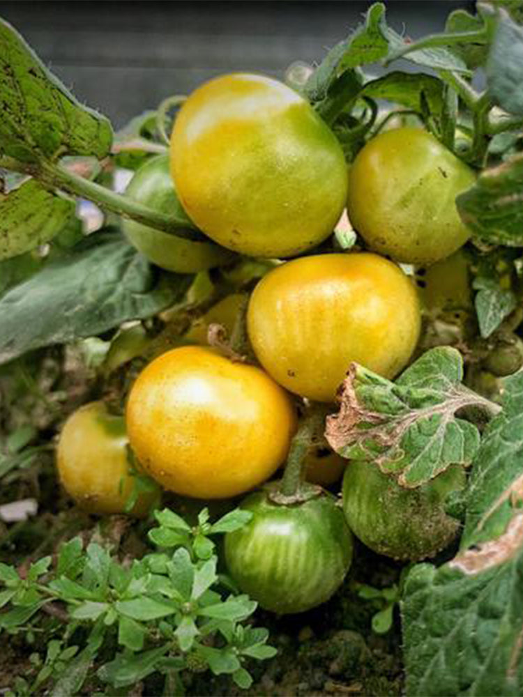 'Jinmeixiuzhu' Cherry Tomatoes