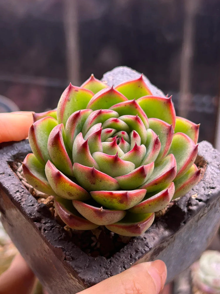 Echeveria cv. 'Gilva'