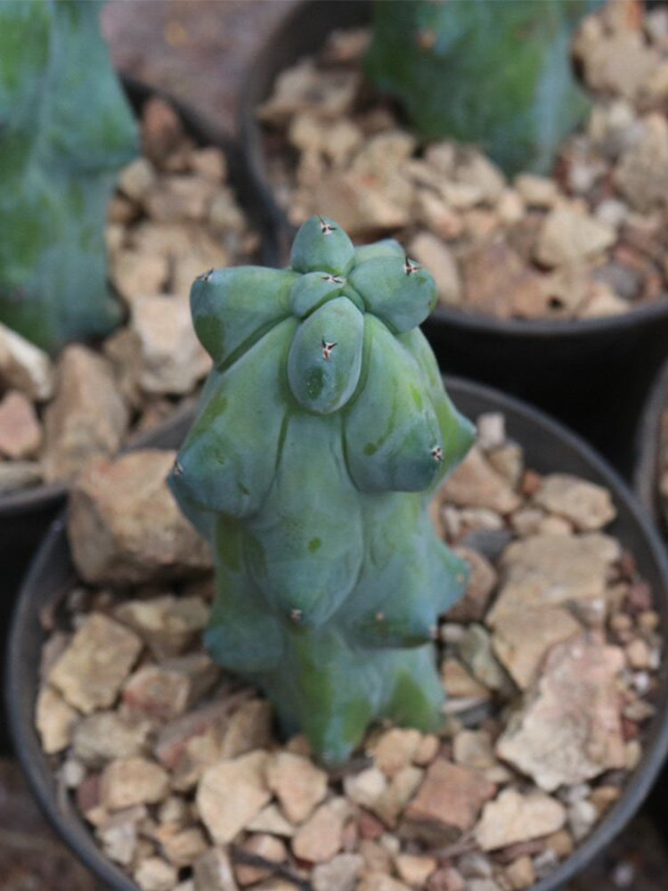 Myrtillocactus geometrizans 'Fukurokuryuzinboku'